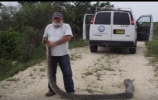 Ravenous 14 Foot Python Caught With 3 Deer In Its Gut