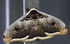 UK's Moth Numbers Declined in 40 Years