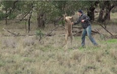 A Kangaroo Is Punched