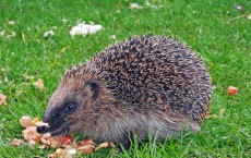 Hedgehogs Linked to Latest Salmonella Outbreak, Health Officials Say