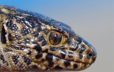 The island night lizard (Xantusia riversiana) 