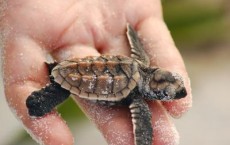 Scientists Track Mating Patterns of Endangered Sea Turtle 