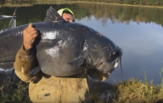 River Monsters: Giant Catfish