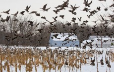 Snow Geese 