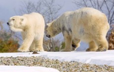 World's Largest Polar Bear Exhibit