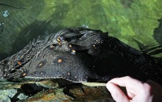 Freshwater Stingray Pups Are Born At Bristol Zoo