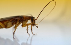 Insects Groom Their Antennae to Sharpen Senses