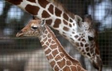 Baby Giraffe Born At San Francisco Zoo