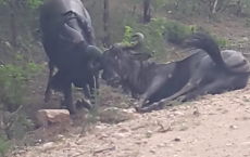 A Wildebeest Tries To Revive His Friend