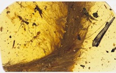 Dinosaur's Feathered Tail Found Remarkably Preserved In Amber