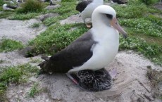 World’s Oldest Wild Bird Hatches Another Chick