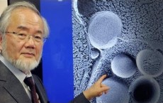 Nobel Prize 2016 Winner In Physiology, Yoshinori Ohsumi