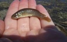 Atlantic Killifish