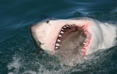 Great White Shark