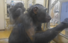 Chimpanzees Tested For Butt Recognition