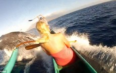 Humpback Whale Strikes Against Couples Canoe off Hawaii