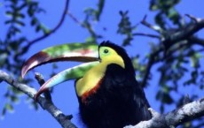 Rainbow-billed Toucan