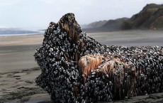 Large Barnacle Covered Object Washed Up On Muriwai Beach 