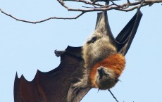 Fruit Bat Inspired Flying Robot Designed by Virginia Tech Researchers