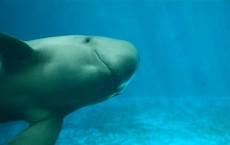 Yangtze Finless Porpoise