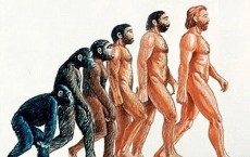 Evolution Of Huumans