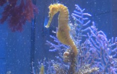 Seahorse