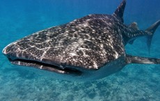 Whale Shark