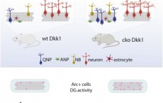 Neurogenesis reactivated by blocking dickkopf1