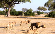 Hwange Lions