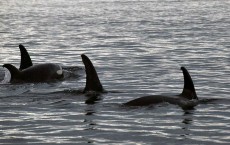 Killer Whales Swim Out To Sea After Beaching In QLD