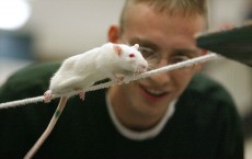 Rat Olympics Held In Nebraska