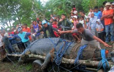 ‘Lolong’ World’s Largest Captive Crocodile Dead