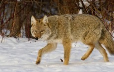 Coyote