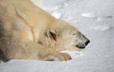 Polar Bear