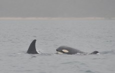 Killer Whales Swim Out To Sea After Beaching In Queensland