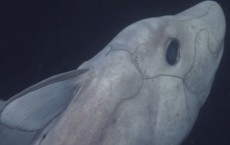 Ghost Shark Caught On Camera For The First Time