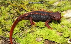 Klingon Newt