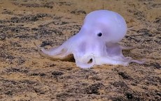 Casper Octopus