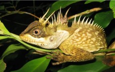 Greater Mekong: Dragon-Like Lizard