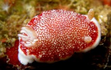 Sea Slug Owns a Disposable Penis