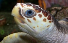 Trapped Pregnant Loggerhead Turtle Rescued After It was Declared Healthy 