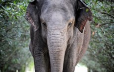 Siam-Australia's Oldest Elephant Dies in Captivity 