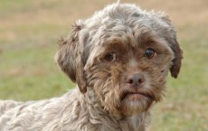 ‘Tonik’ Dog With Human Face Up For Adoption