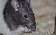 Sugar Intake Tied to Memory Problems in Adolescent Rats