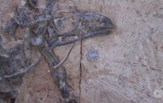 Dinosaur Fossils Found In China