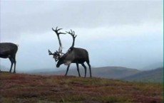 Obama Administration Got Little Time To Protect The Arctic Refuge From Oil Development