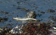 Thousands Of Dead Fish Washed Ashore In Nova Scotia