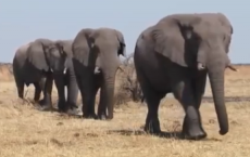 Elephants