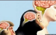 Evolution Of Human Brain