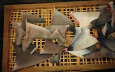 Shark Fin Trade